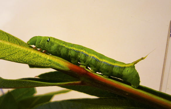 Ciclo vitale Daphnis Nerii
