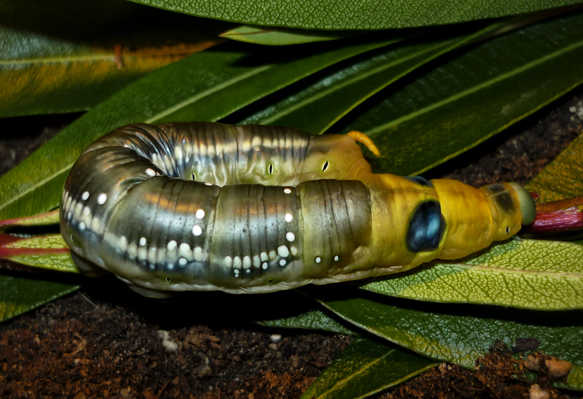 Ciclo vitale Daphnis Nerii