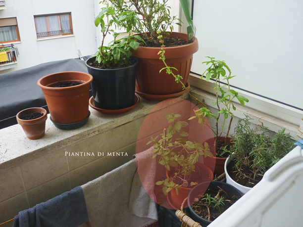 Domanda su Geometridi