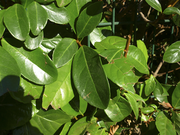 Identificazione pianta per bruchi...