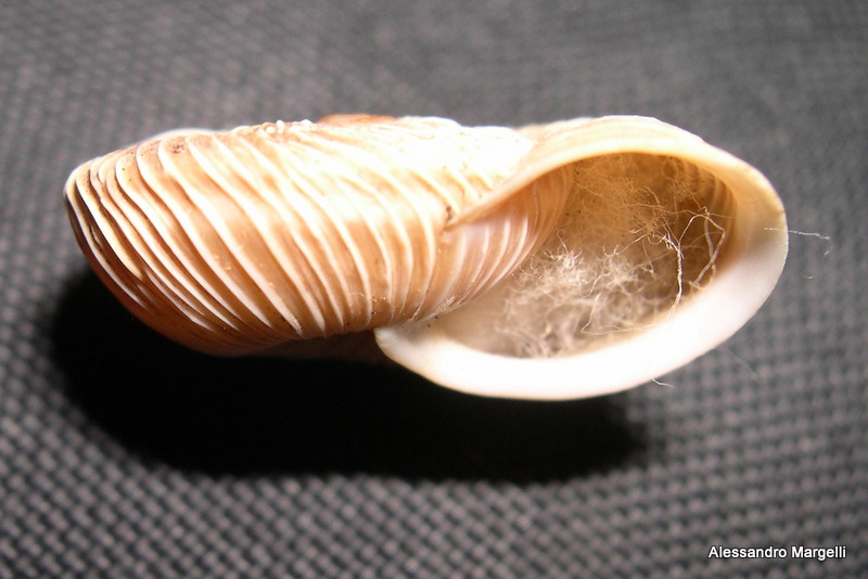 Chilostoma cingulatum colubrinum (De Cristofori & Jan,1832)