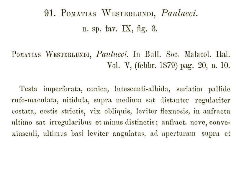 Cochlostoma westerlundi westerlundi (Paulucci, 1879)