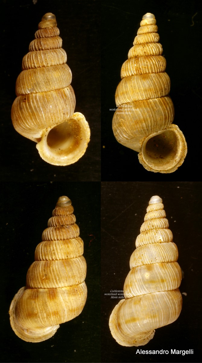 Cochlostoma westerlundi westerlundi (Paulucci, 1879)