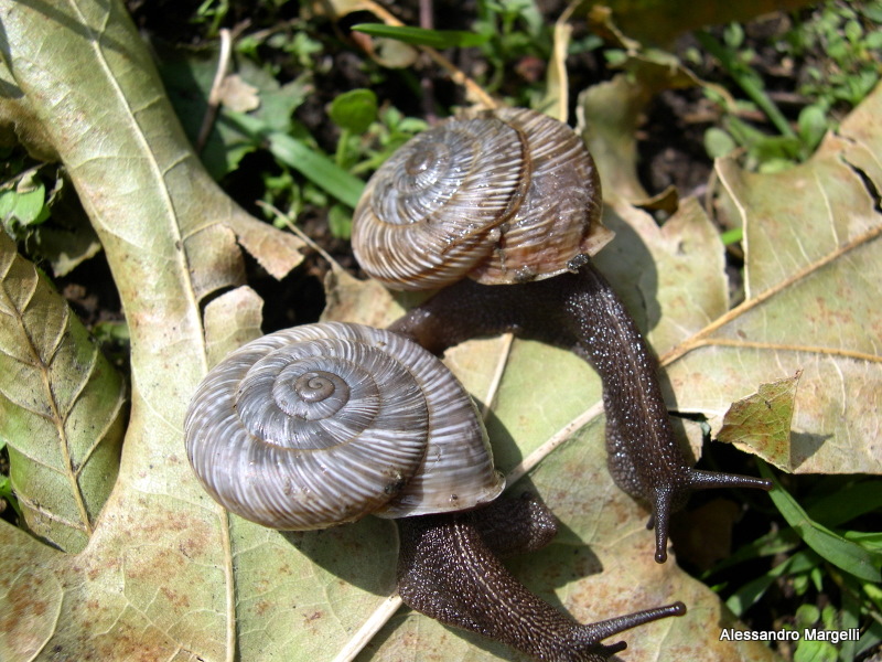 Chilostoma cingulatum colubrinum (De Cristofori & Jan,1832)