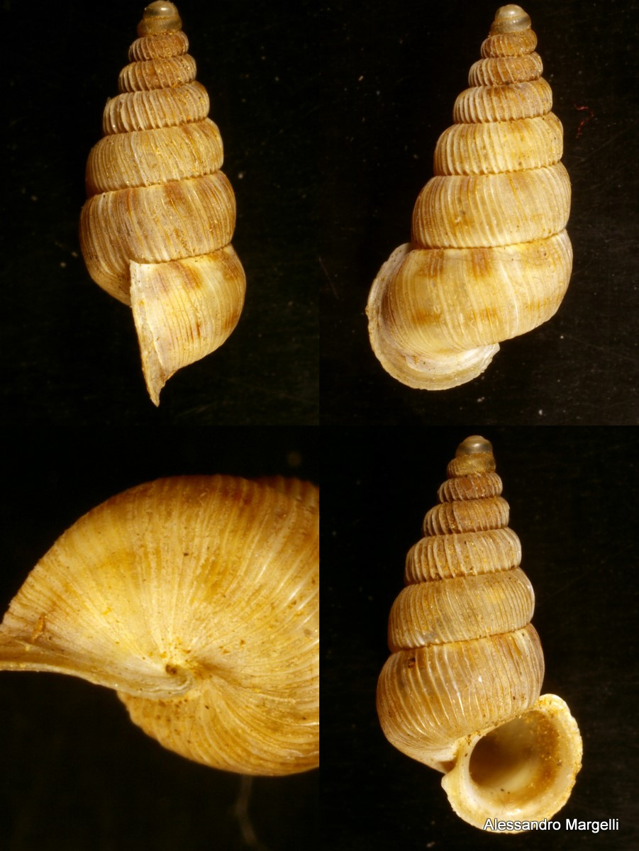 Cochlostoma westerlundi westerlundi (Paulucci, 1879)