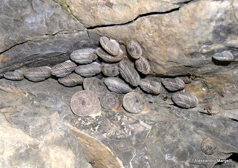 Chilostoma cingulatum colubrinum (De Cristofori & Jan,1832)