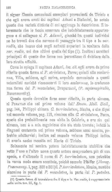 Cochlostoma adamii (Paulucci, 1879)