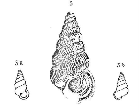 Cochlostoma westerlundi westerlundi (Paulucci, 1879)