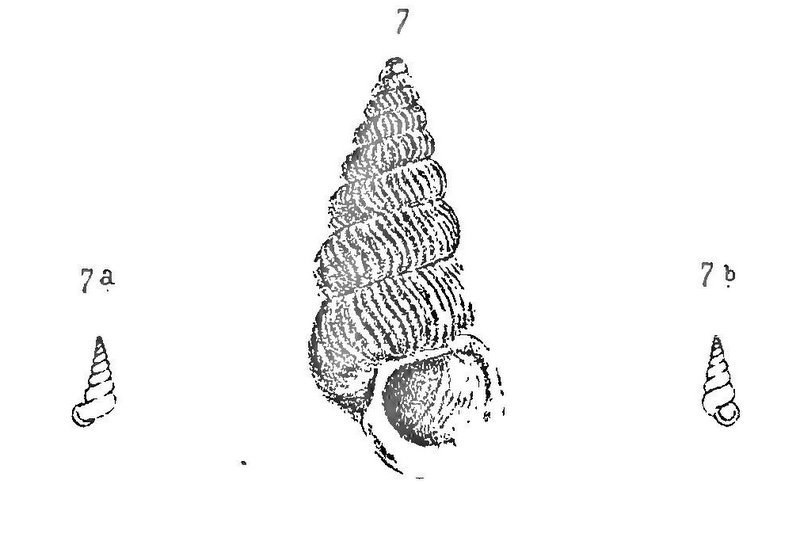 Cochlostoma adamii (Paulucci, 1879)