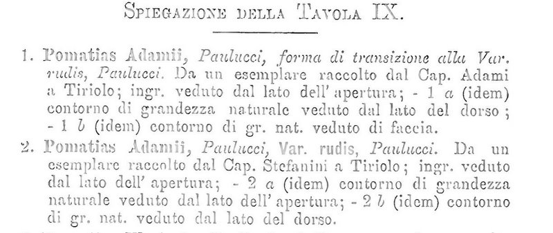 Cochlostoma adamii (Paulucci, 1879)
