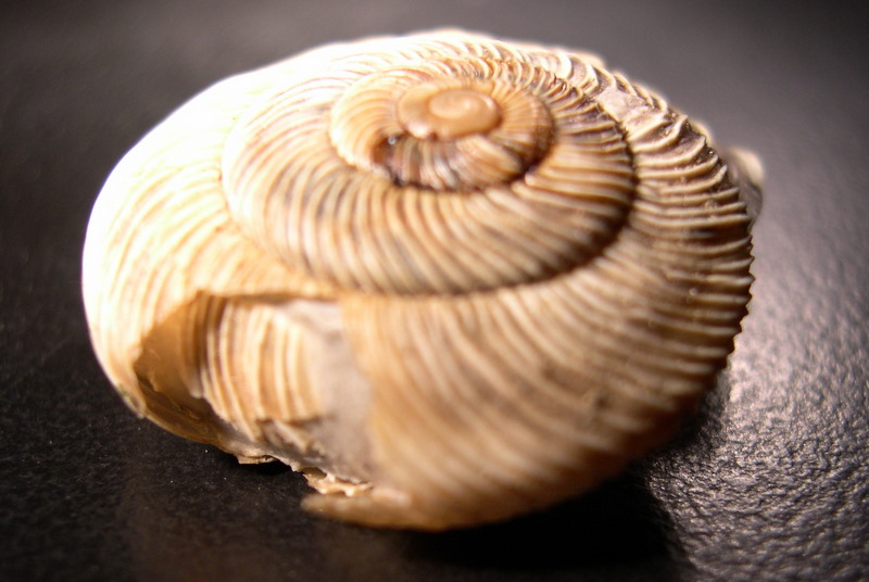 vita da Chilostoma cingulatum