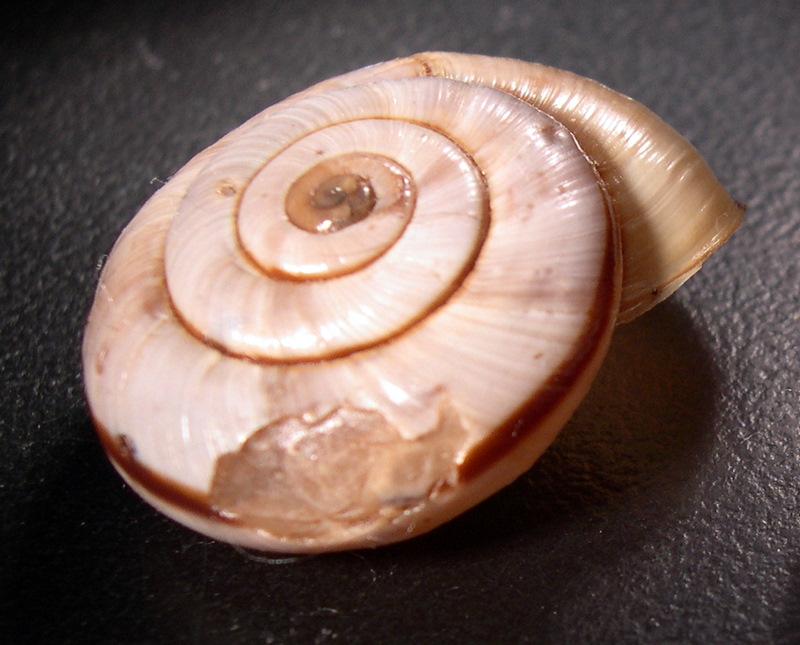 vita da Chilostoma cingulatum