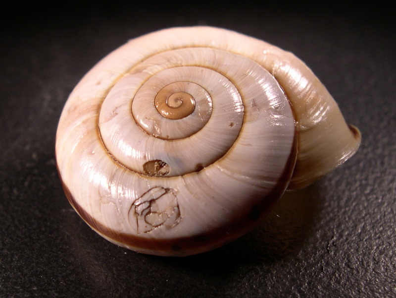 vita da Chilostoma cingulatum