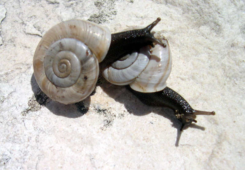 Chilostoma cingulatum nicatis (Costa, 1836)