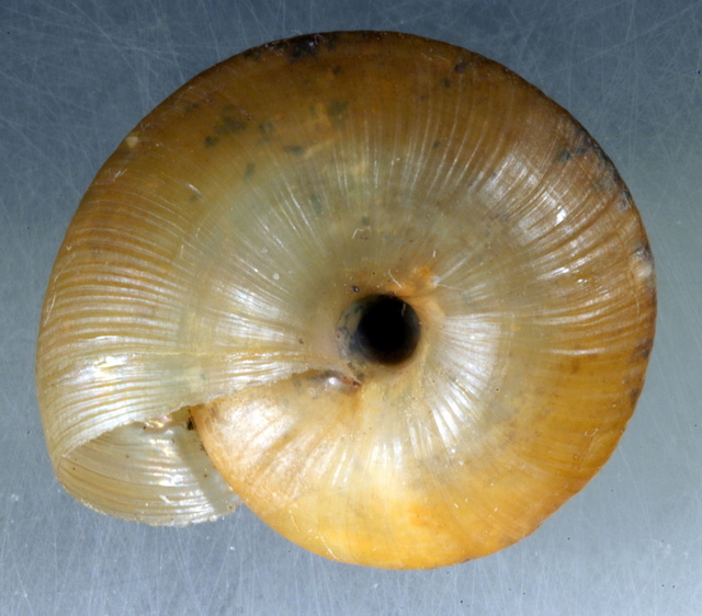 Oxychilus (Alzonula) oglasicola Giusti, 1968