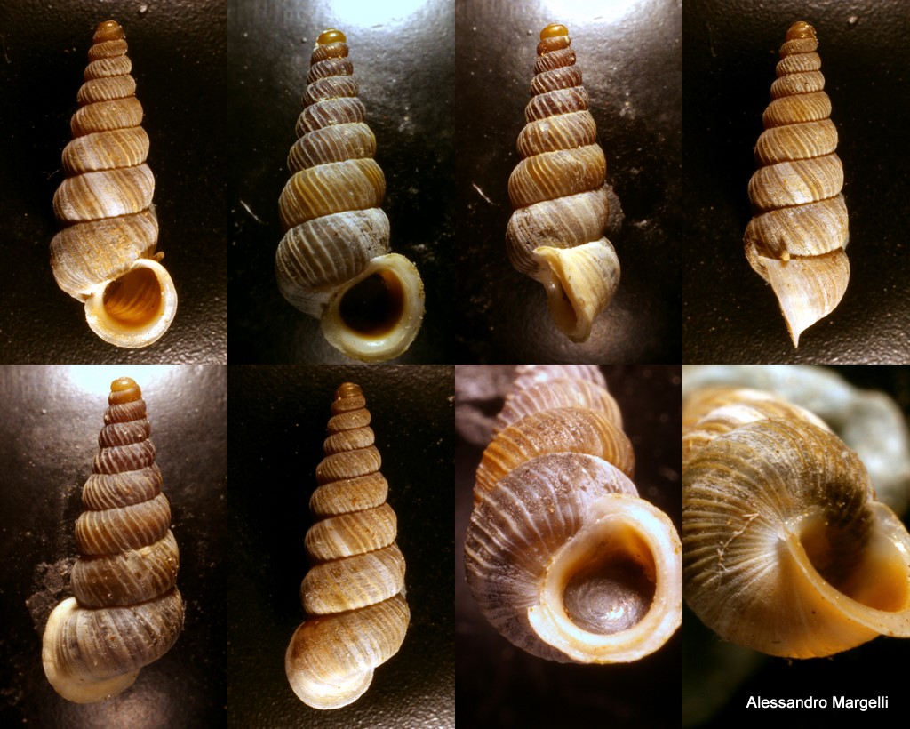 Cochlostoma crosseanum (Paulucci, 1879)