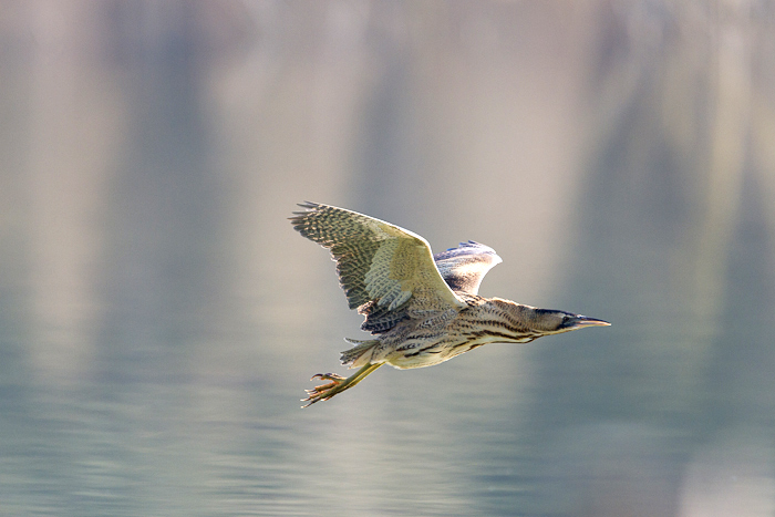 Tarabuso al volo.