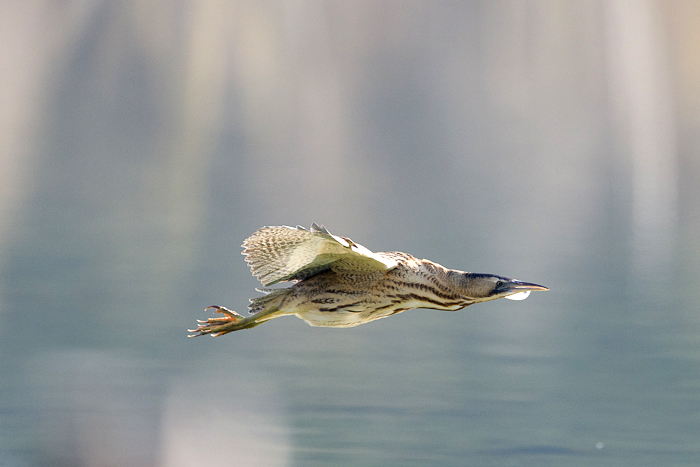 Tarabuso al volo.