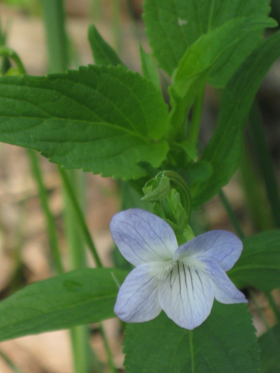 Viola elatior / Viola maggiore