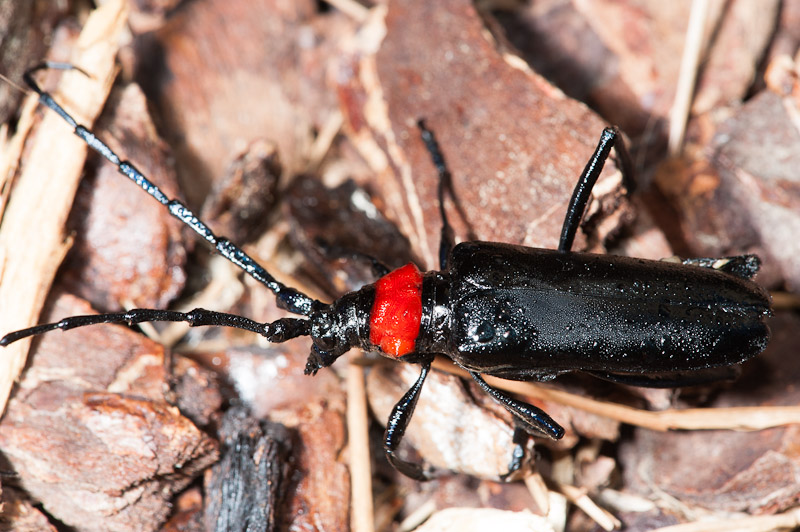 Cerambycidae, Aromia bungii, terza segnalazione in Italia?