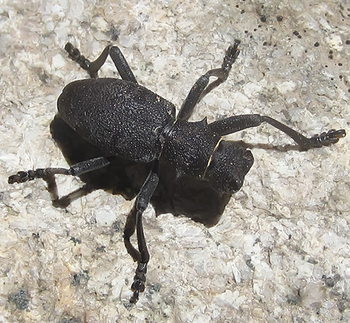 Da identificare