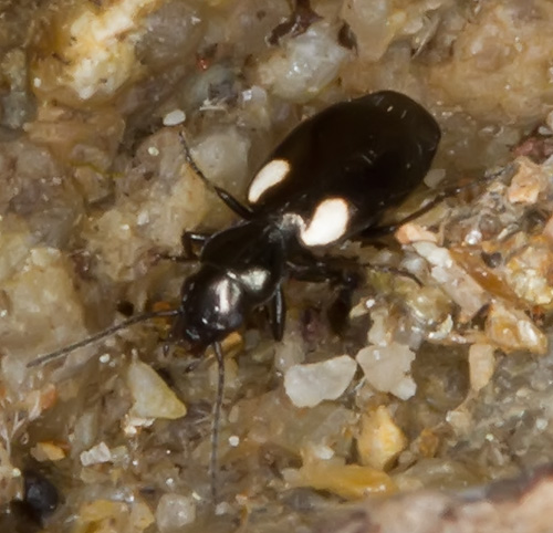 Carabidae:  Lionychus (Lionychus) sturmii