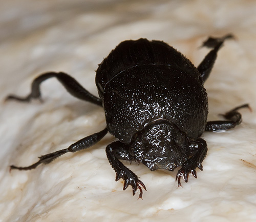 Scarabaeidae? Si...syphus schaefferi