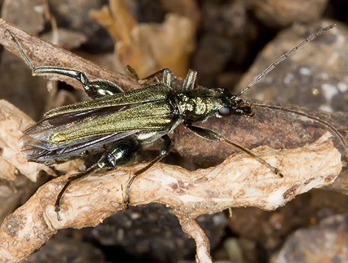 Oedemera flavipes?