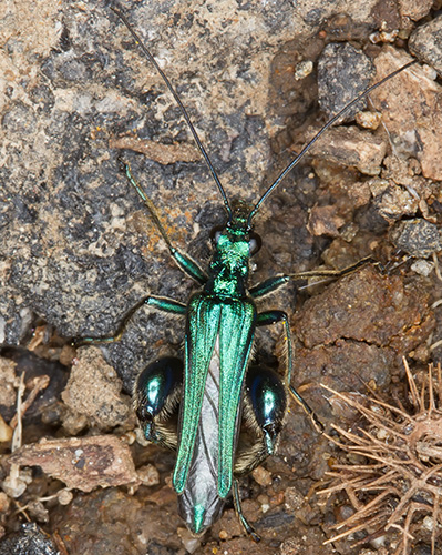 Oedemera cfr nobilis maschio