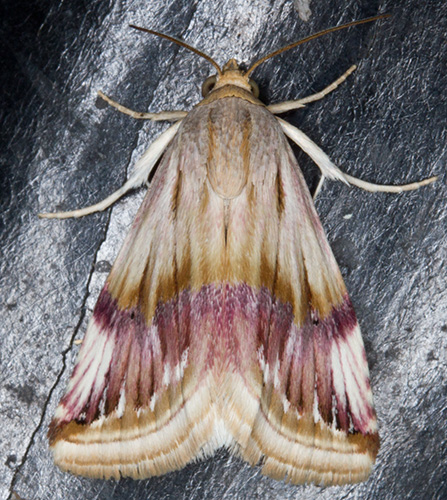 Pyralidae? - No, Eublemma ostrina (Noctuidae)