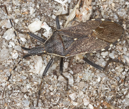 Stenocephalidae: Dicranocephalus marginicollis di Sardegna
