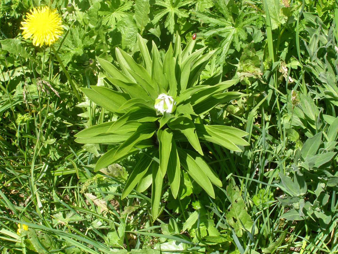 Lilium martagon