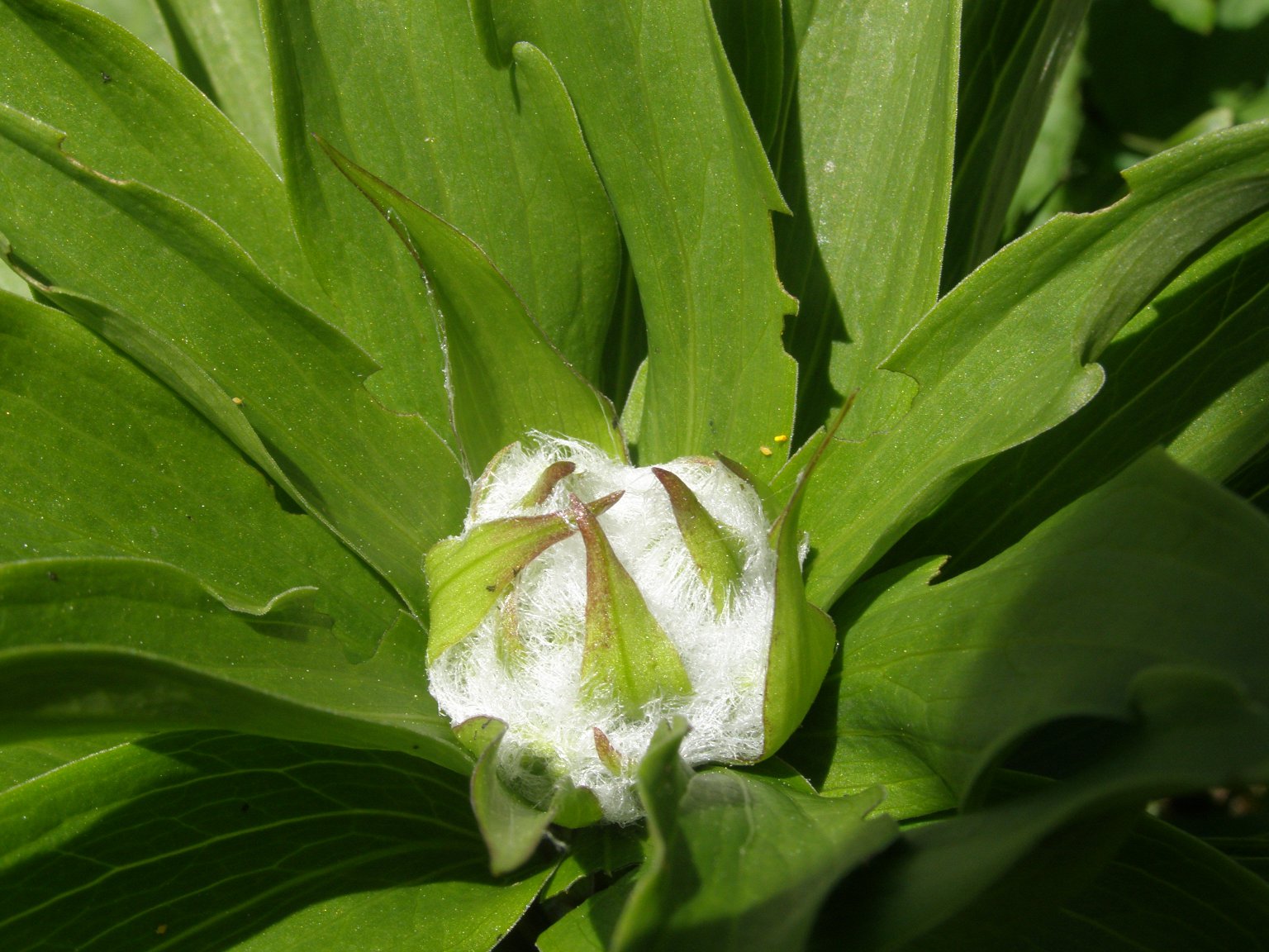 Lilium martagon