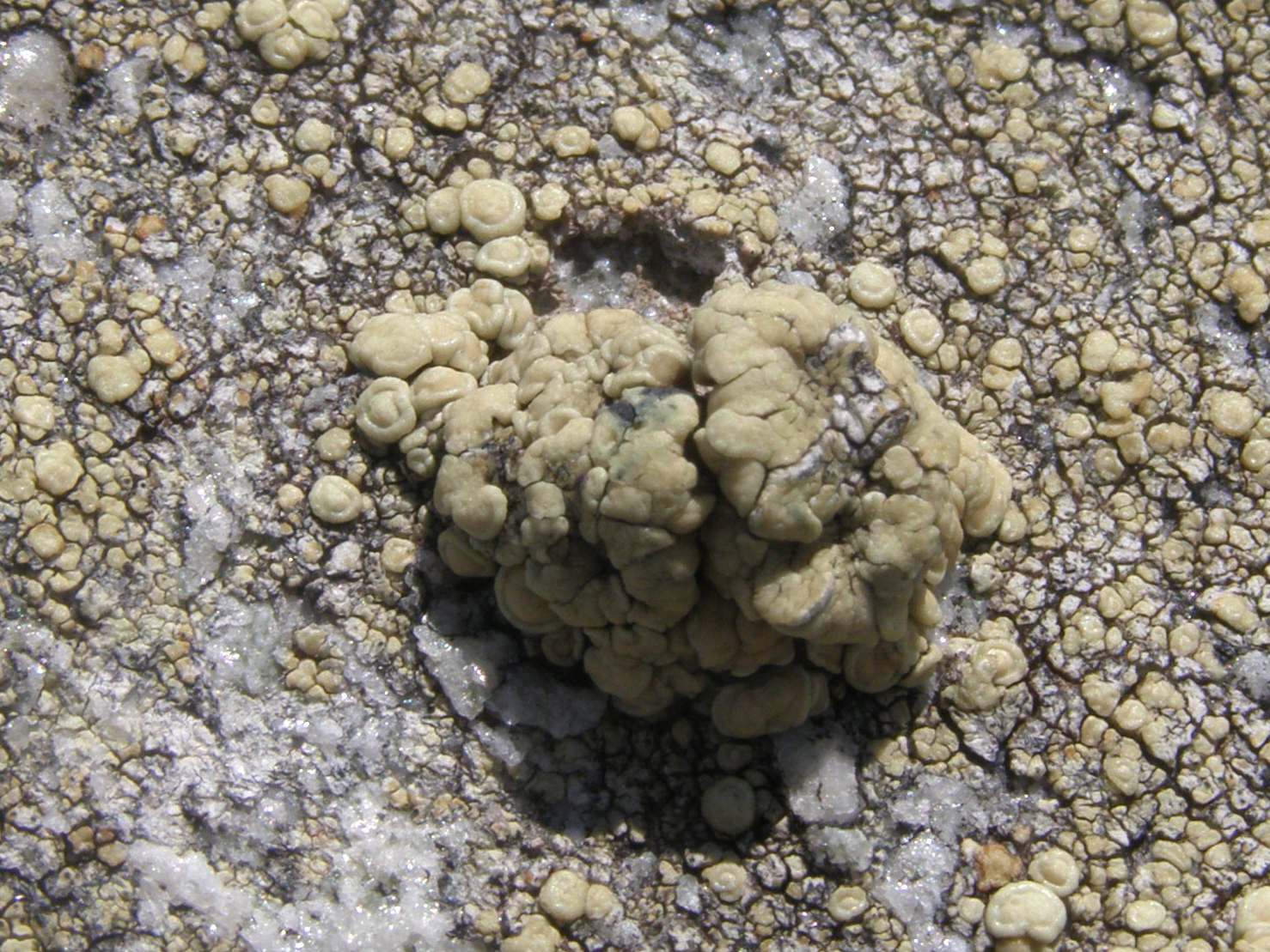 licheni da determinare