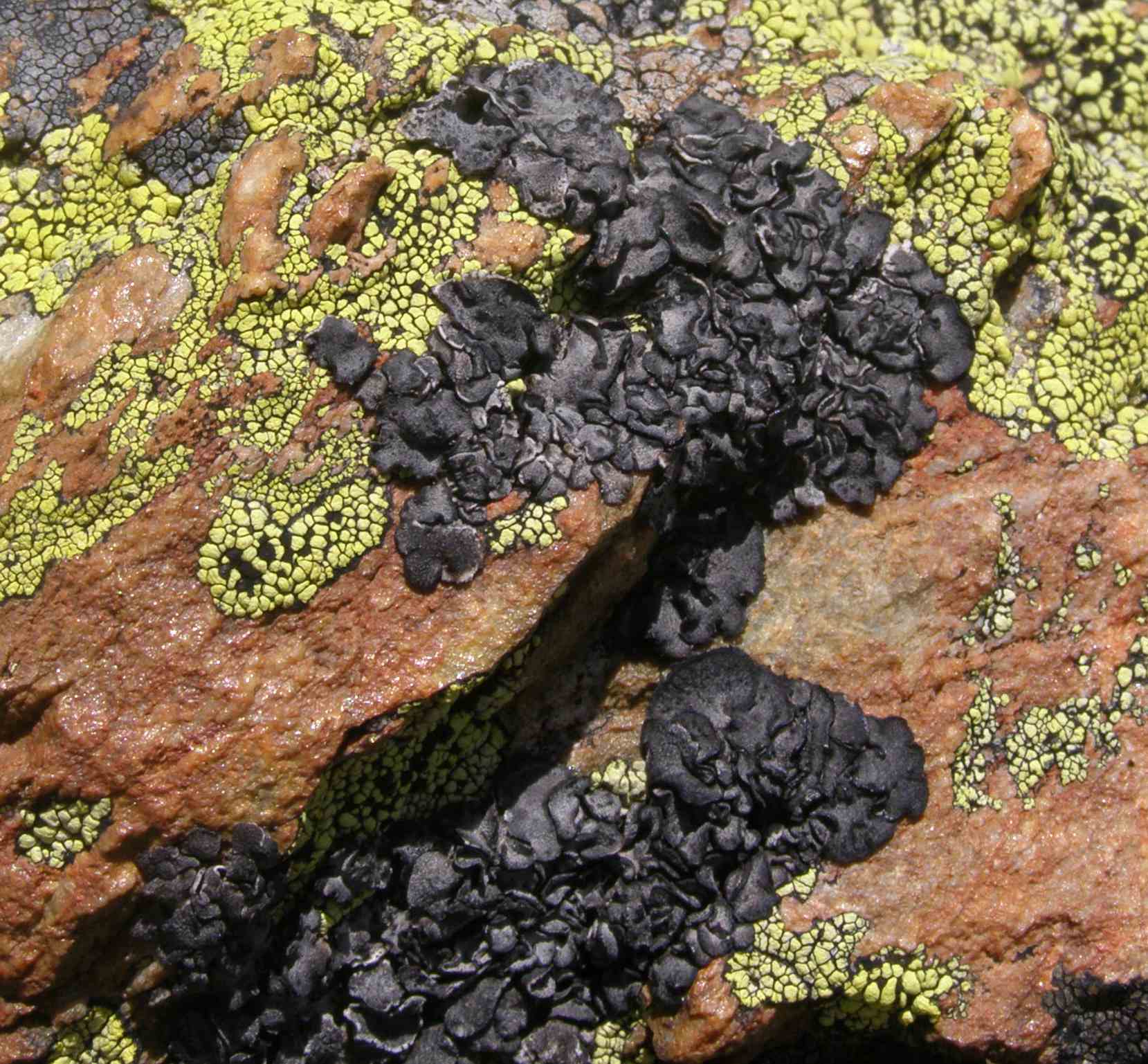 licheni da determinare