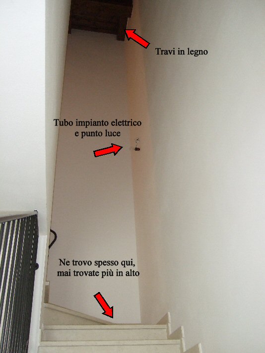 Aiuto! LARVE in casa..(foto inside) che pare cadano da sopra
