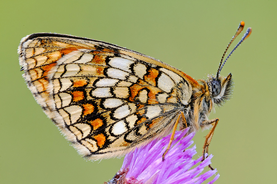 Lepidotteri da Identificare