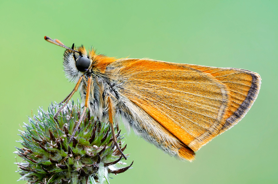 Lepidotteri da Identificare