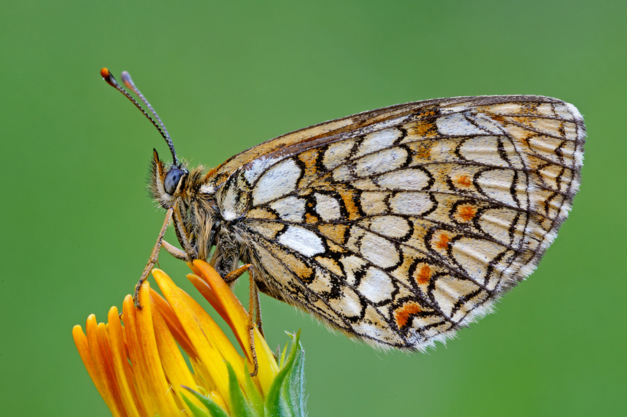 Lepidotteri da Identificare