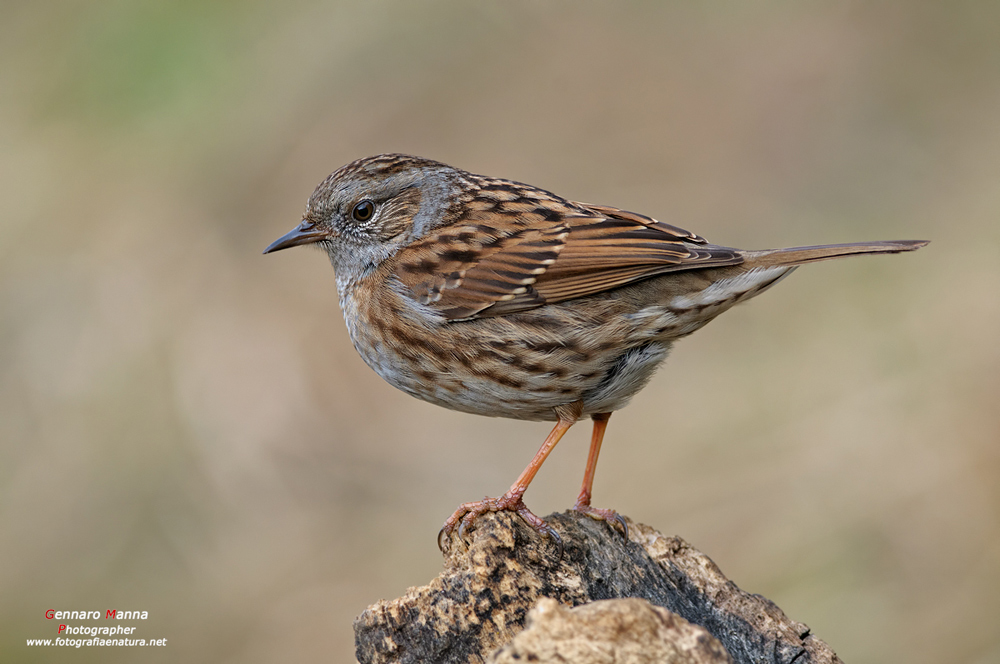 Passera scopaiola (Prunella modularis)