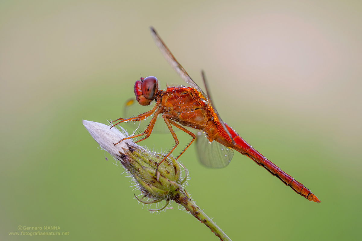 odonata da identificare