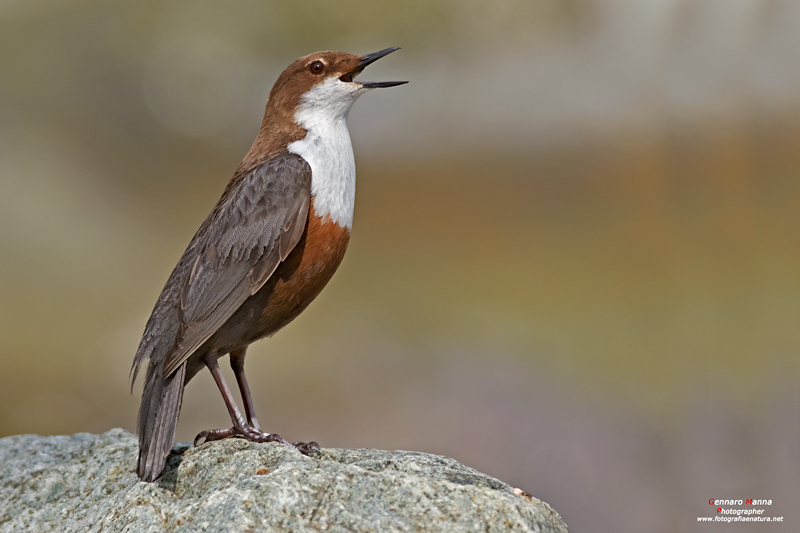 Merlo acquaiolo (Cinclus cinclus)