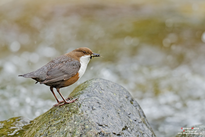 Merlo acquaiolo (Cinclus cinclus)