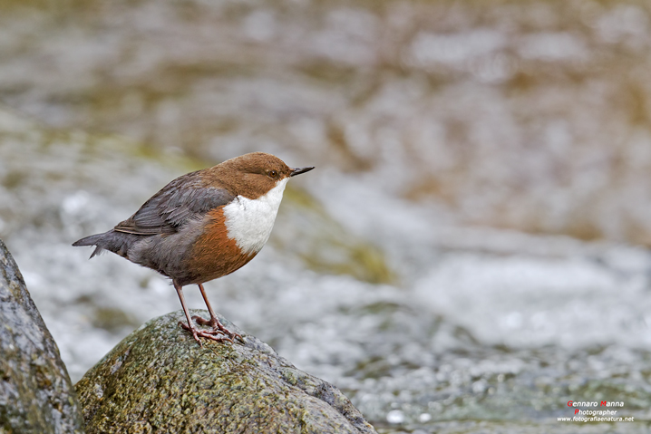 Merlo acquaiolo (Cinclus cinclus)