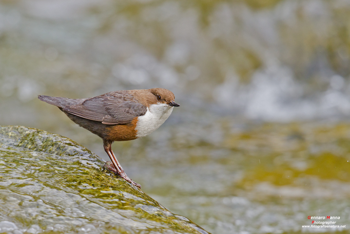 Merlo acquaiolo (Cinclus cinclus)