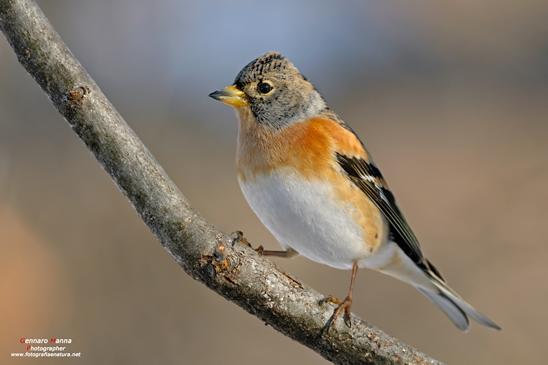 Peppola (Fringilla montifringilla)