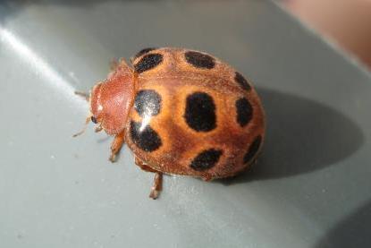 Coccinellidae
