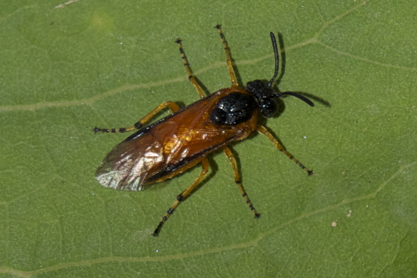 argidae