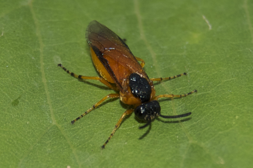 argidae
