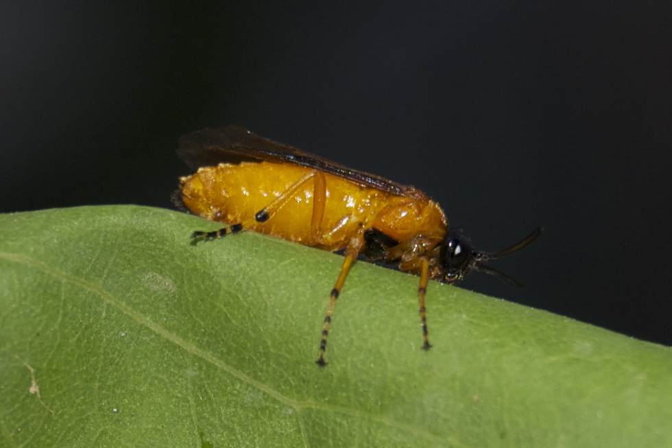argidae